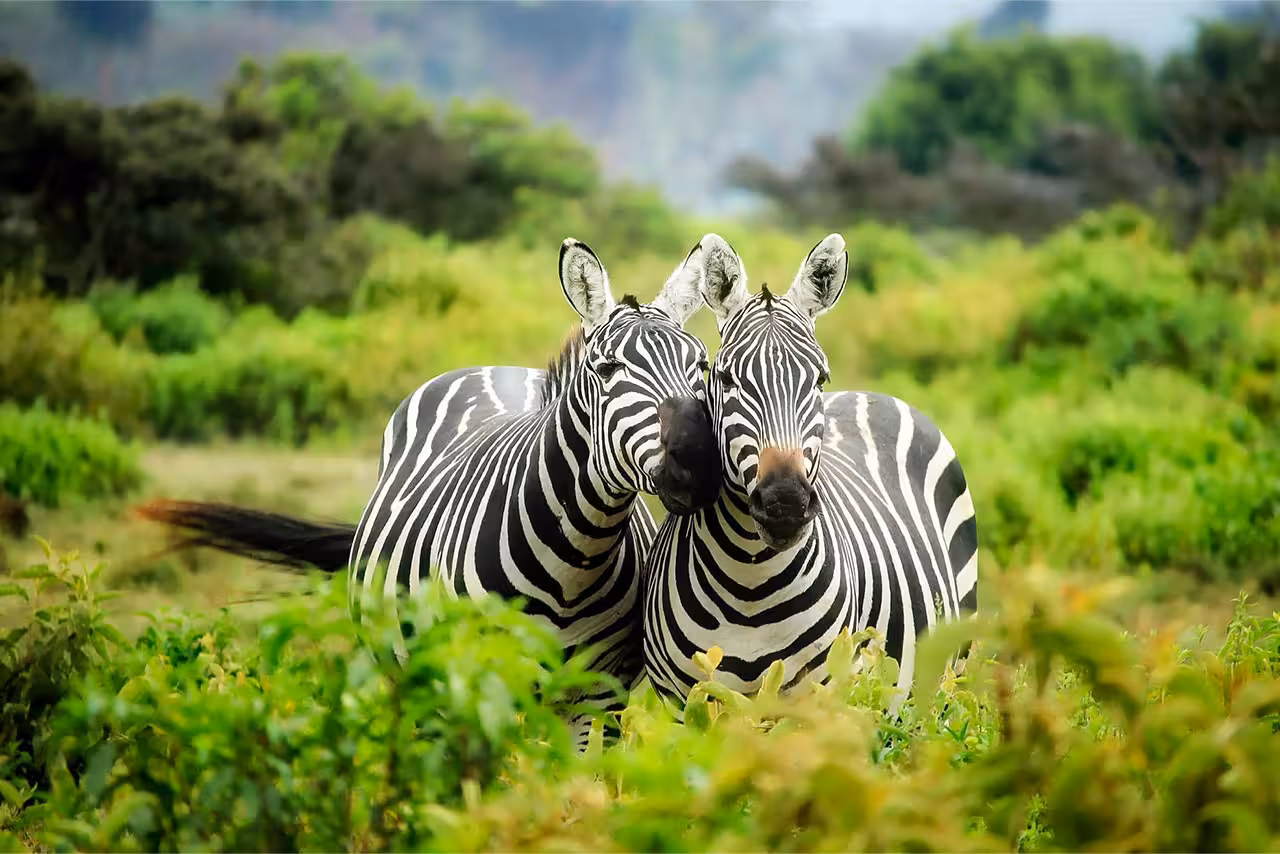 Zebras