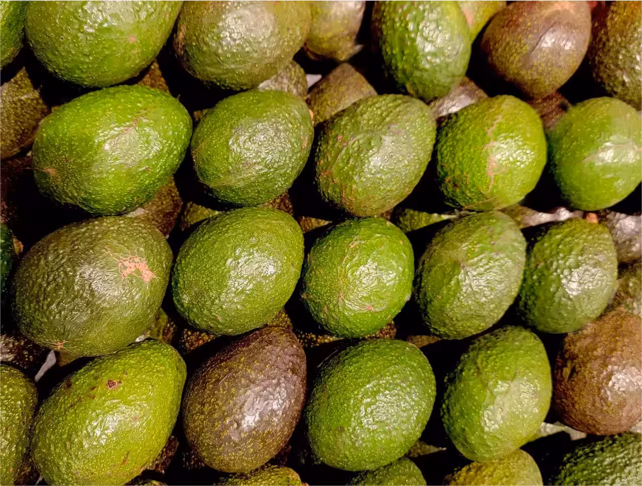 Avocados are in danger